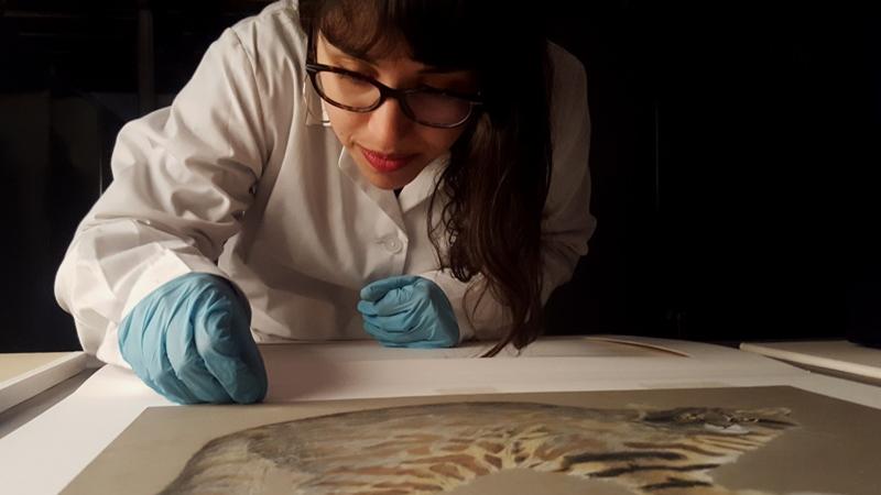 Vivian Cordero, bibliotecaria del MHNV, en labores de conservación de un dibujo naturalistas.