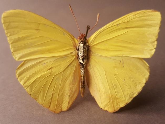Mariposa amarilla (Phoebis  sennae, amphitrite) Colección entomológica, MHNV.